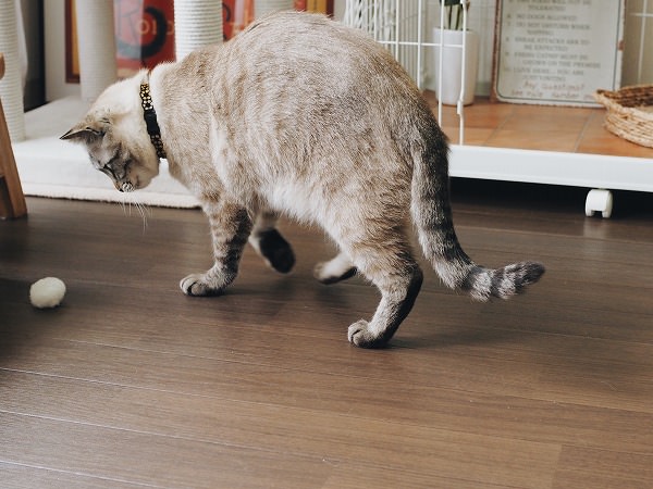 ポンポンを追いかけるシャムトラ猫