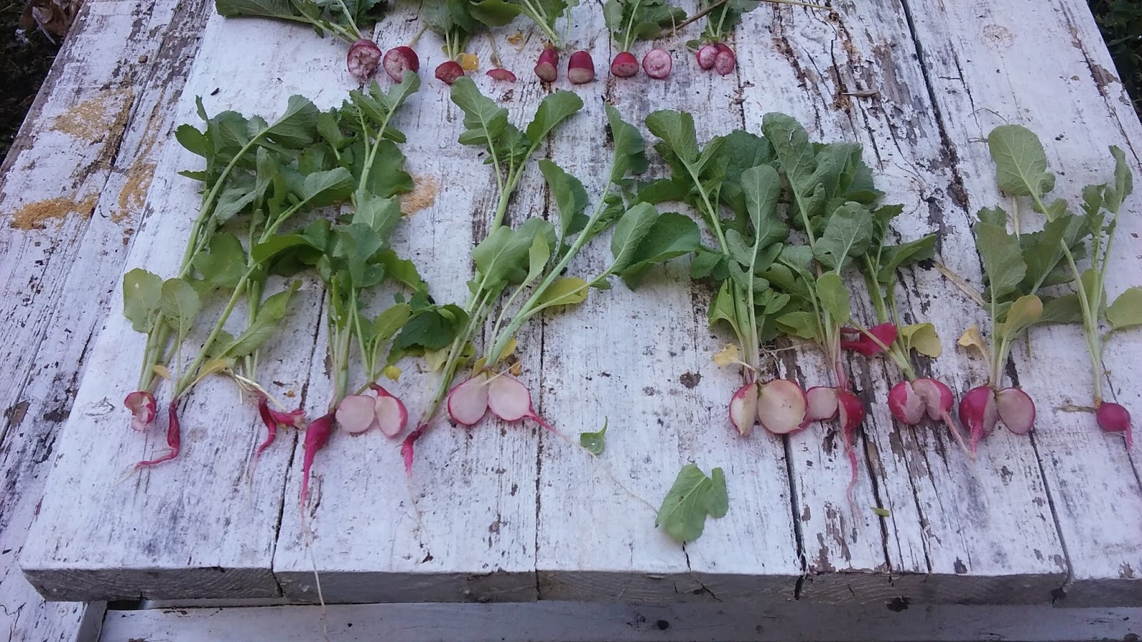 Sustainable Saints RADISHES AS SOIL QUALITY INDICATORS