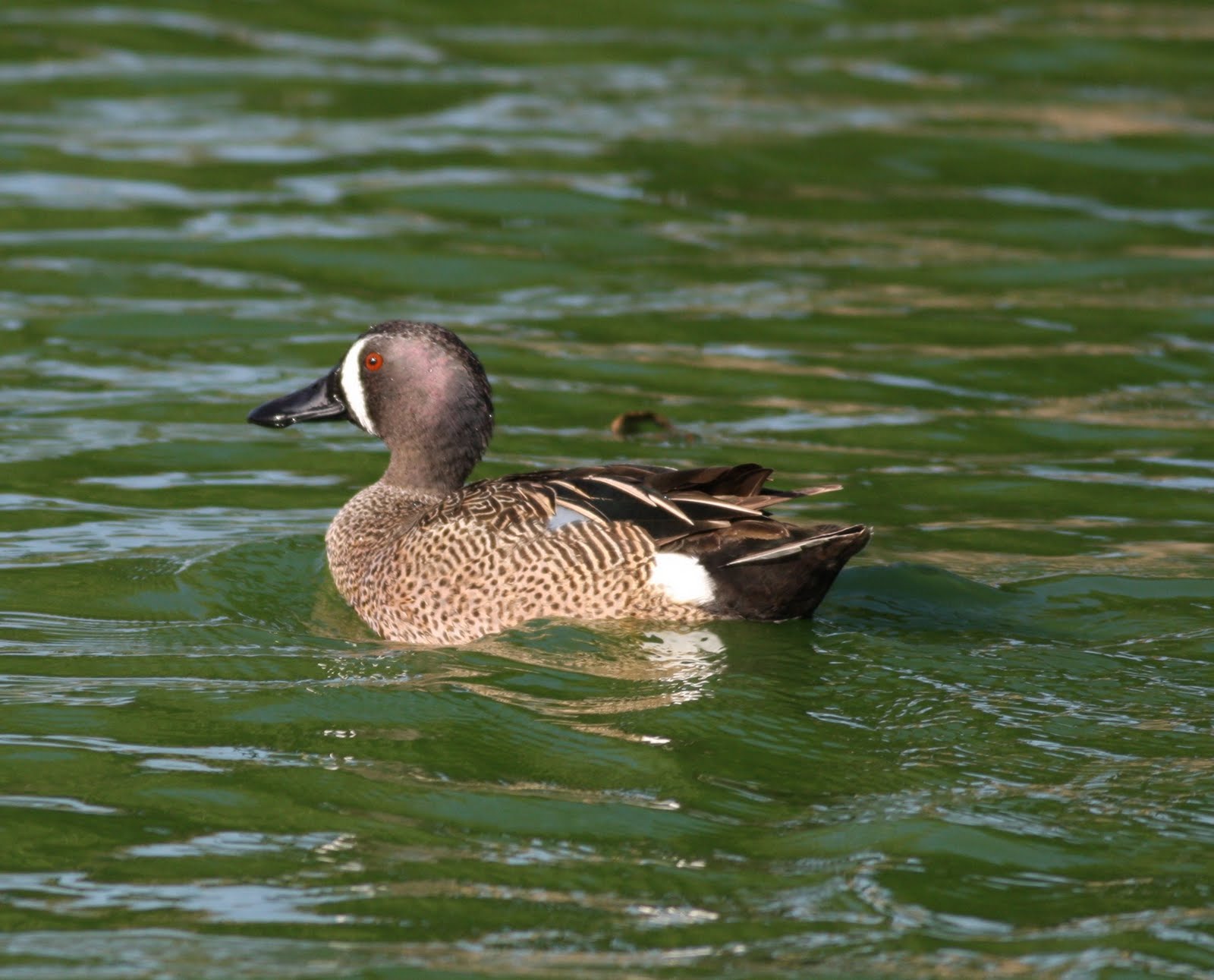 Hawkys Blog Water Birds