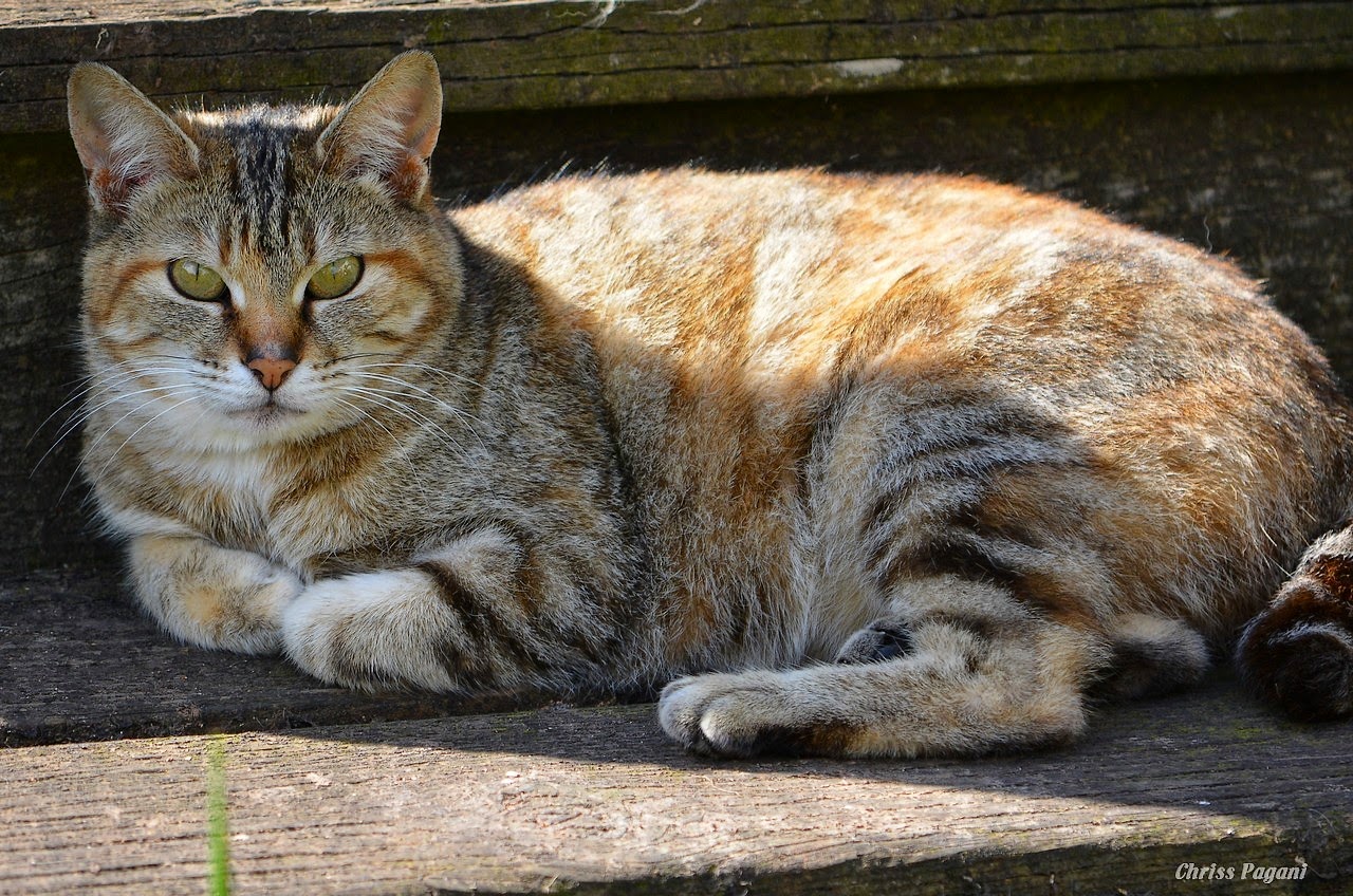 torbe-tabby feral cat in sun and shade