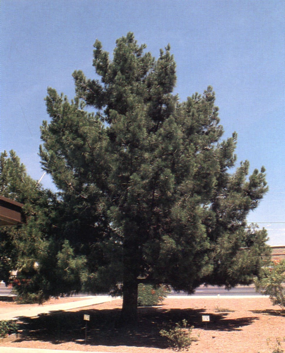 Xtremehorticulture of the Desert Mojave Desert Six Pines Available