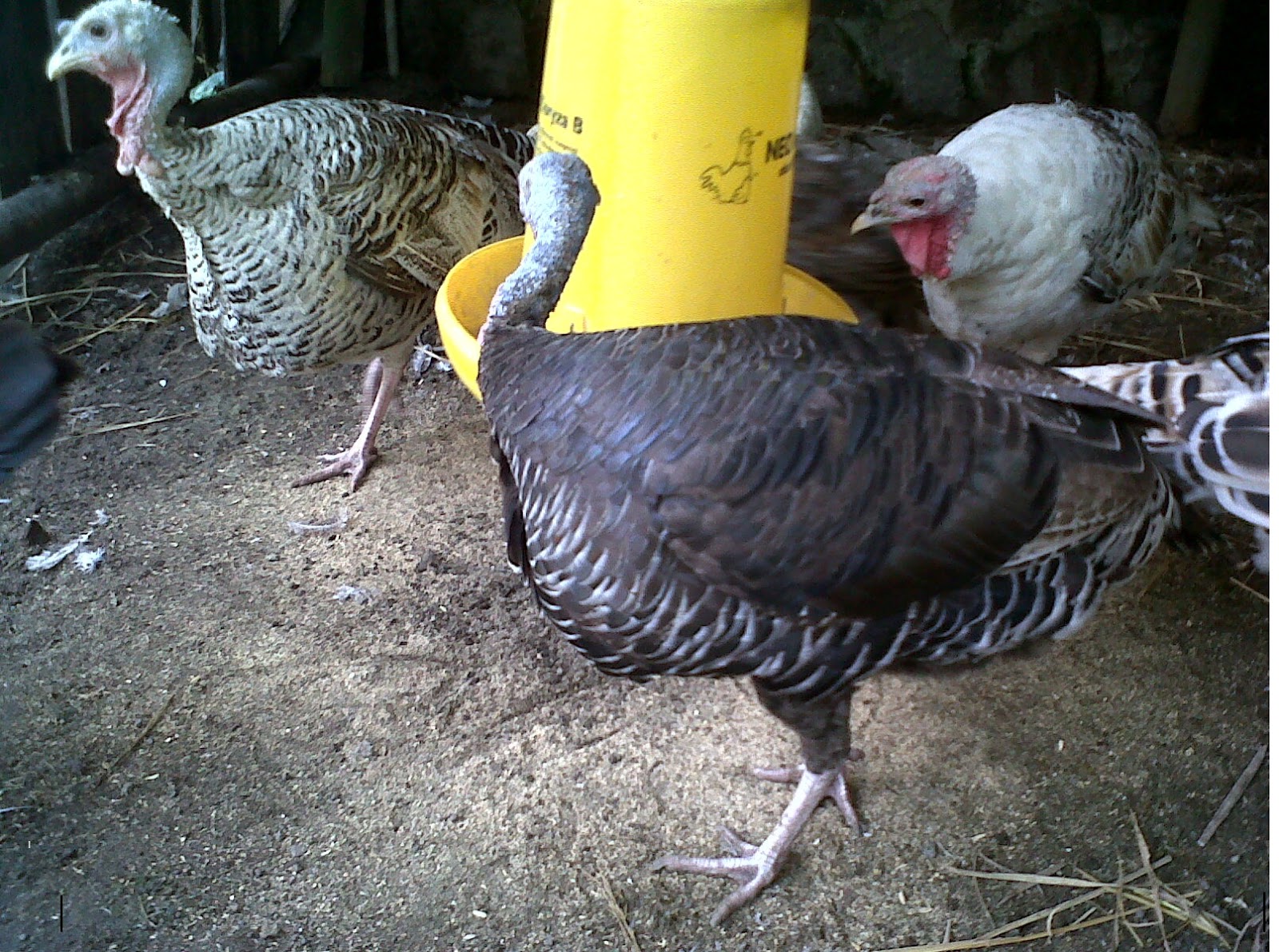Tips Dan Cara Jitu Budidaya Ayam Kalkun Yang Baik Serta Menghasilkan Tips Dan Cara Jitu Budidaya Ayam Kalkun Yang Baik Serta Menghasilkan