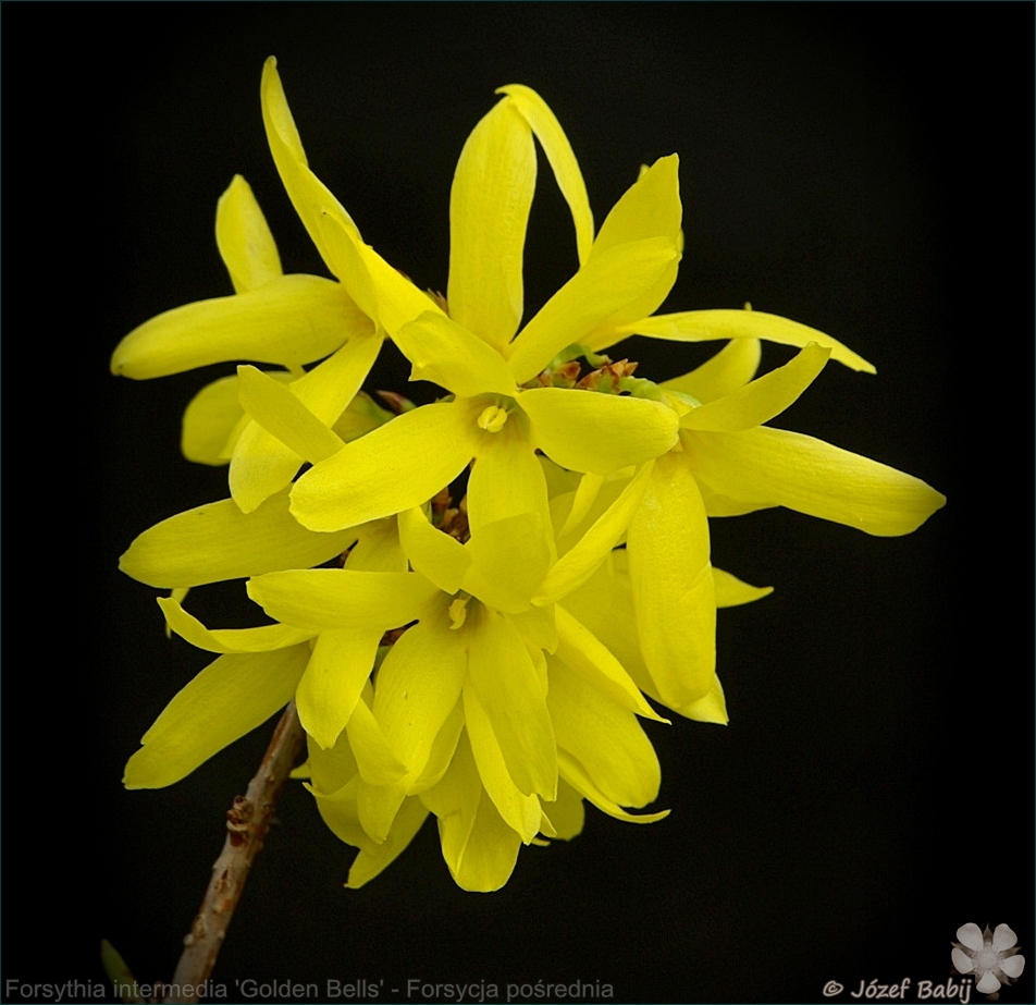 Forsythia intermedia 'Golden Bells' - Forsycja pośrednia