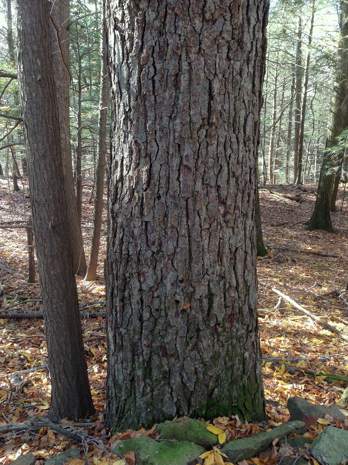 Birch
