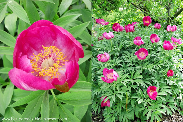 paeonia chinensis in full bloom