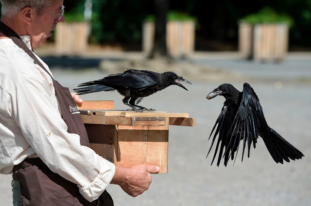 Что вороны могут запомнить на долгие годы. crows%2Bcollecting rubbish%252CLe%2BPuy%2Bdu%2BFou%2Btheme%2Bpark%252CFrance bySebastien%2BSalom%2BGomis. Что вороны могут запомнить на долгие годы фото. Что вороны могут запомнить на долгие годы-crows%2Bcollecting rubbish%252CLe%2BPuy%2Bdu%2BFou%2Btheme%2Bpark%252CFrance bySebastien%2BSalom%2BGomis. картинка Что вороны могут запомнить на долгие годы. картинка crows%2Bcollecting rubbish%252CLe%2BPuy%2Bdu%2BFou%2Btheme%2Bpark%252CFrance bySebastien%2BSalom%2BGomis. "До тех пор пока люди будут резать животных, они будут убивать друг друга. И, действительно, тот, кто сеет зерно убийства и боли, не может пожинать радость и любовь." Пифагор