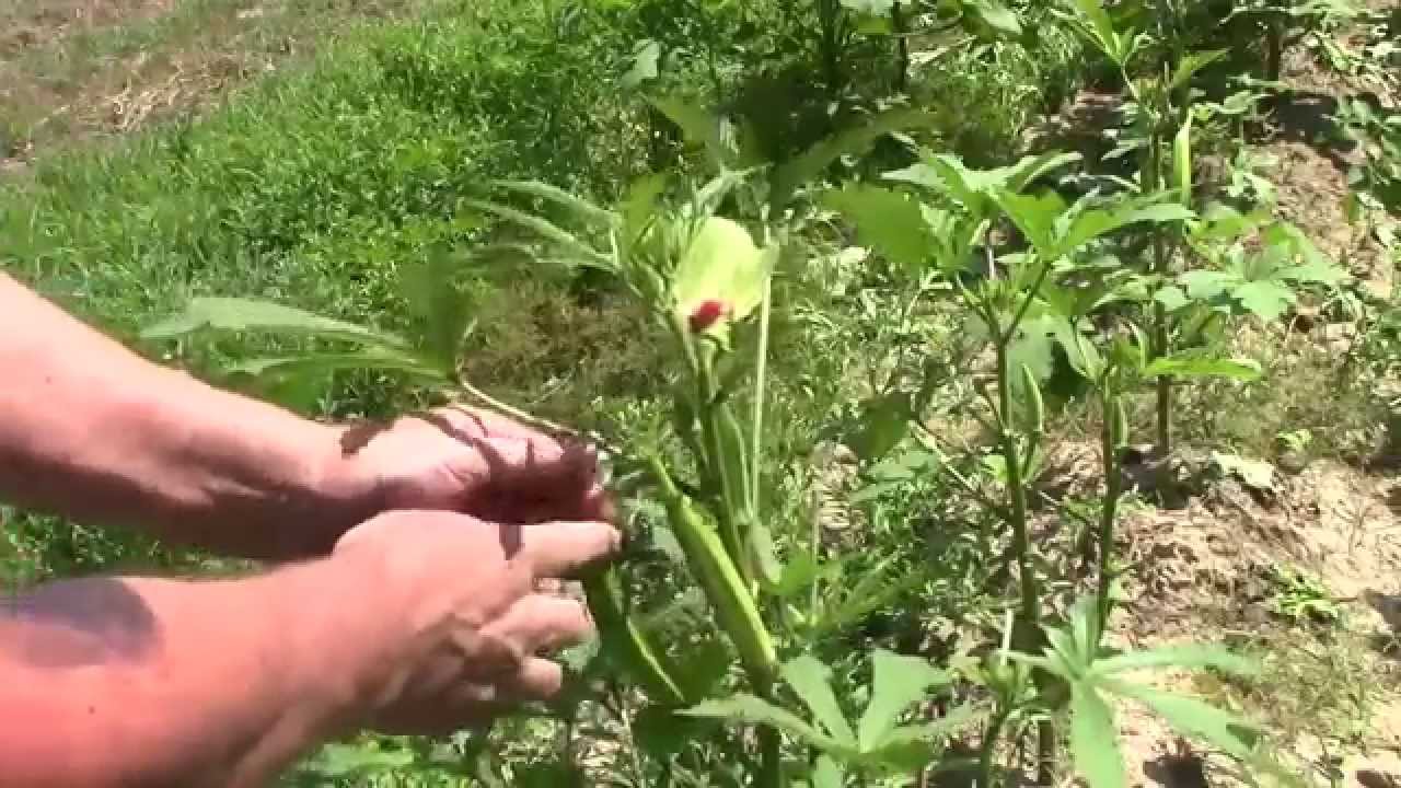Cara Merawat Tanaman Dan Aneka Tanaman Hias Cara Menanam Okra Tanaman