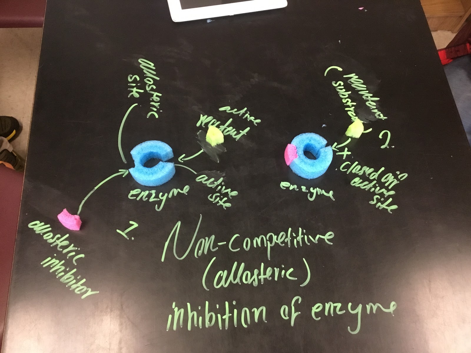 Biology by the Math Mom Modeling Enzyme Activity with Pool Noodles