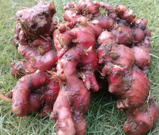 Manfaat Jahe Merah Untuk Kesehatan Tubuh Manfaat Jahe Merah