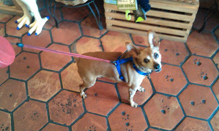 Yoda Little Dog, he's a Min Pin who still has his ears and tail :)