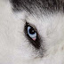 Mira nombres para perros husky con su significado