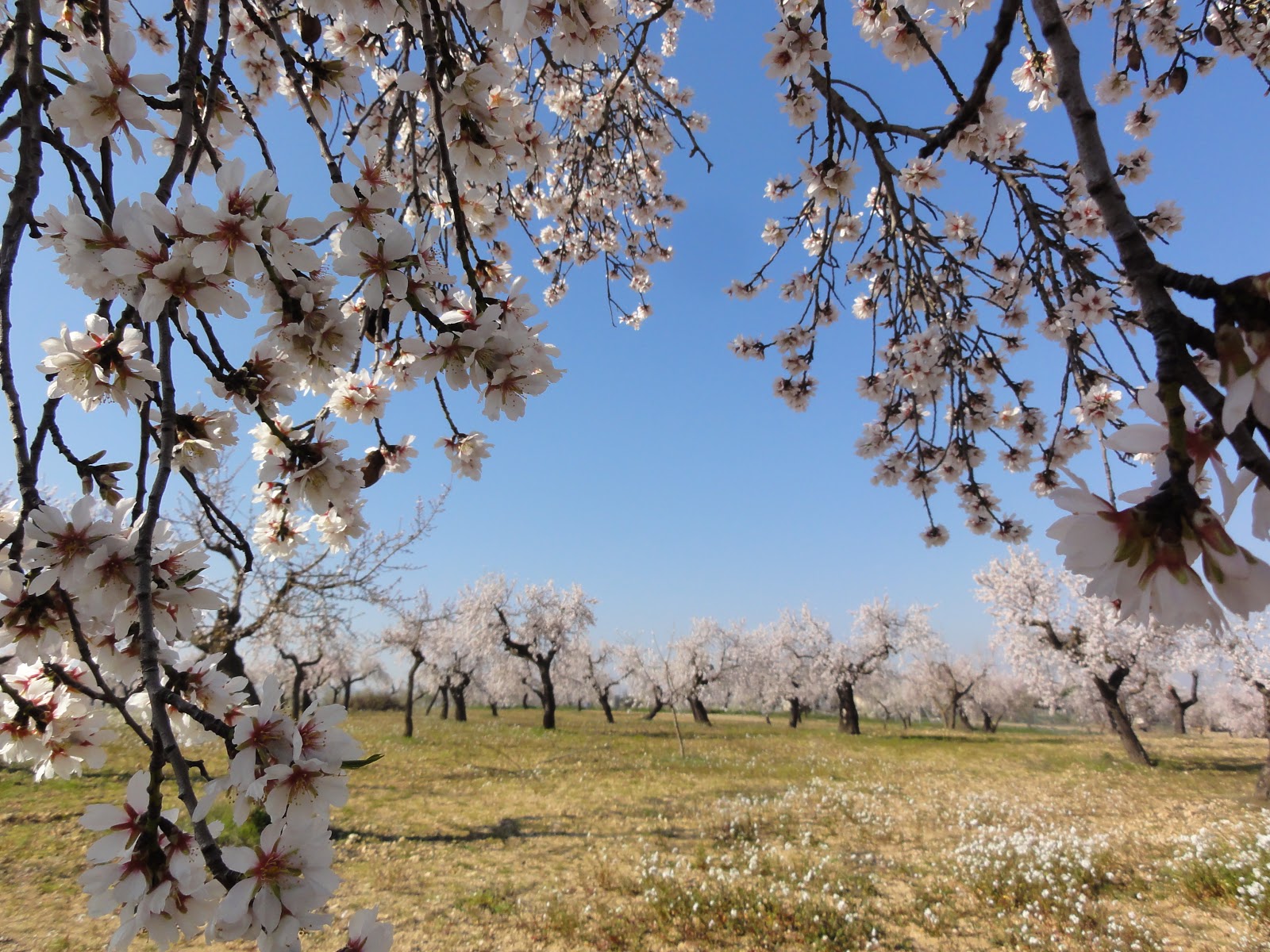 Catalunya poble a poble: LA FLORESTA (Les Garrigues)