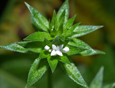 (Sherardia arvensis)