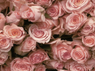 flowers for flower lovers.: Rose desktop wallpapers.