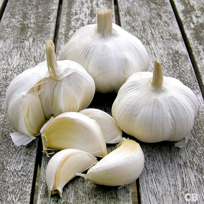Knoflook Knoflook