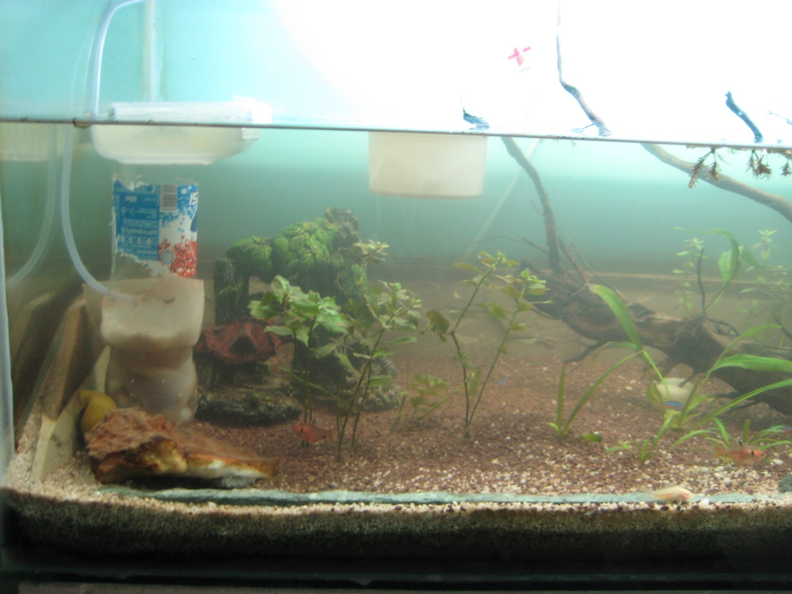 My Fresh Water Aquarium Natural Planted Tank (Walstad Method). Natural Planted Aquarium The