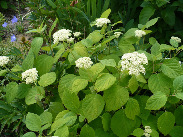 Vander Giessen Nursery Hydrangea Pruning A Photo Primer