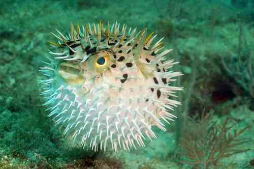 Deretan Binatang paling berbisa dan beracun di Dunia | Detik Info