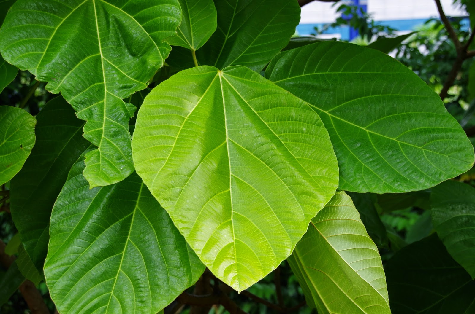 Trees and Plants Broad leaf Fig, Elephant Ear Fig, Roxburgh Fig