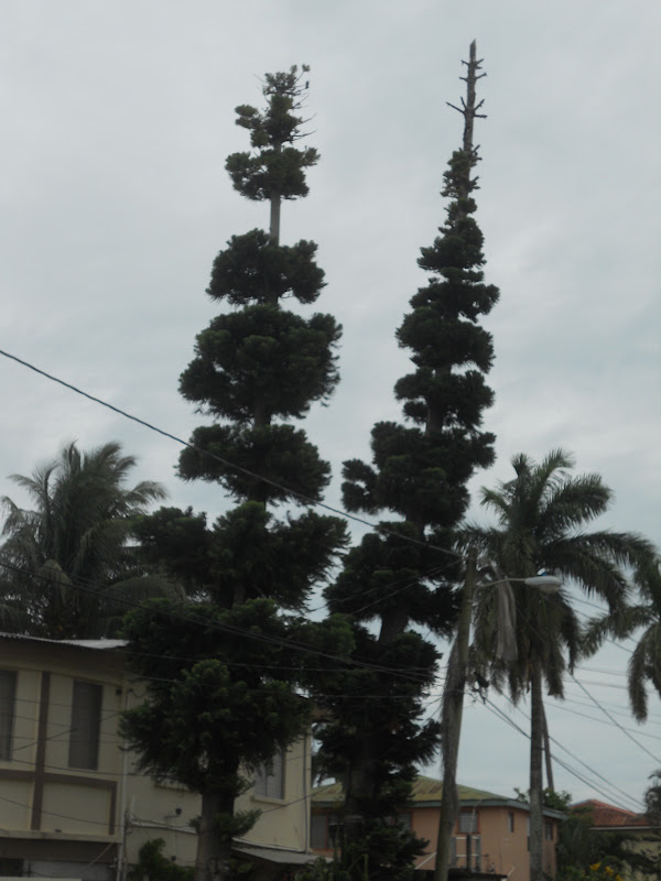 Our Peace Corps Adventure: The Beautiful Plants of Belize