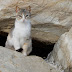 ピサ海岸は穴場の猫スポット!猫好きは行くべし!