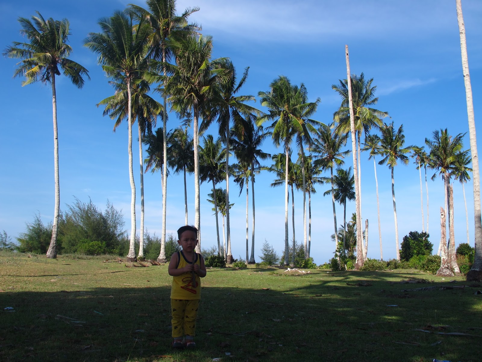 ini cerita kita Pokok kelapa 
