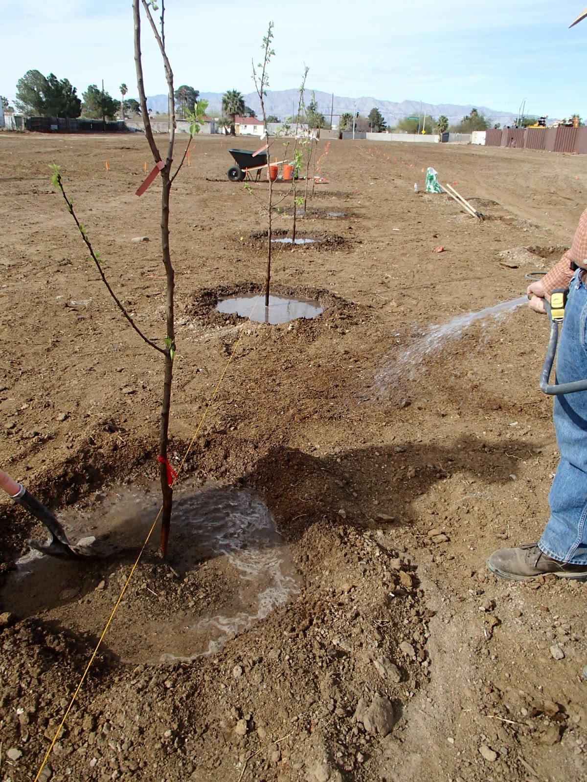 Xtremehorticulture of the Desert Digging Holes to Plant Fruit Trees