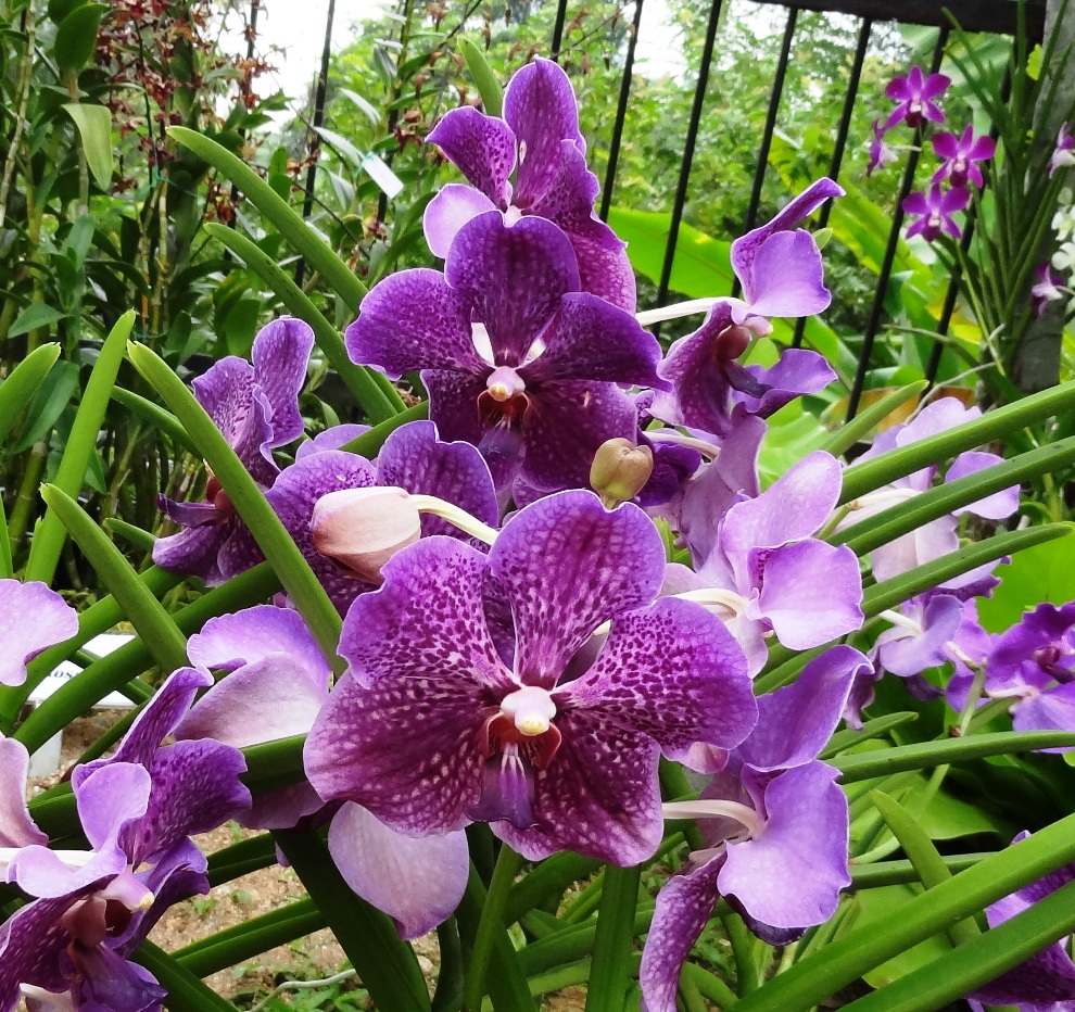 Orchid Flowers Malaysian VIP Orchids