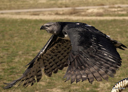 harpy eagle south prey birds flight america mexico seen