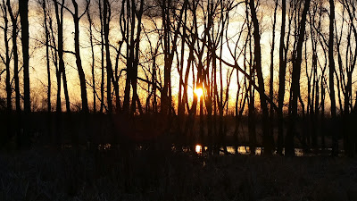 sunshine peeking out trees