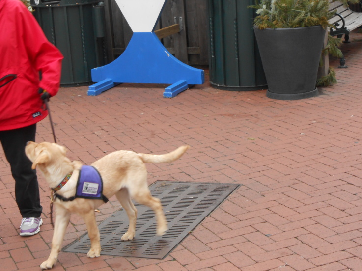 Susquehanna Service Dogs There Are Training Opportunities Everywhere