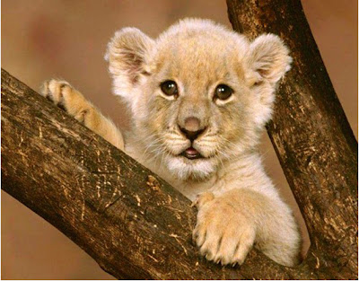 happy-cute-baby-animals-lion-cub