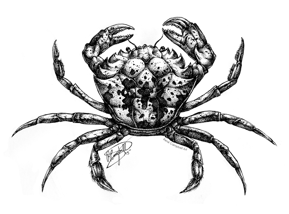 17-Crab-René-Campbell-Art-in-Animal-Doodle-Drawings-www-designstack-co