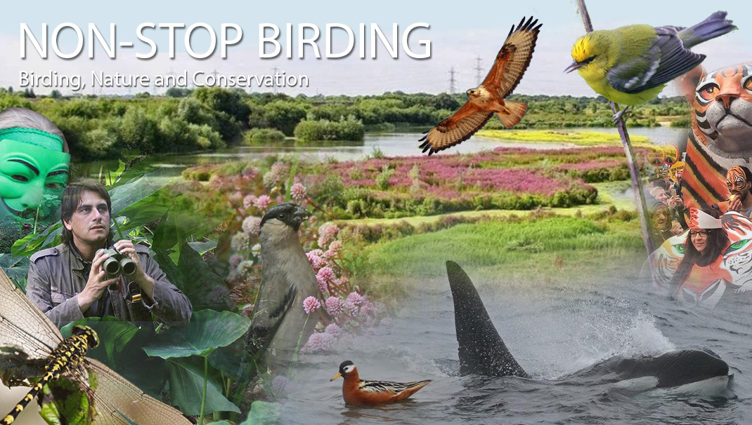 Non-Stop Birding