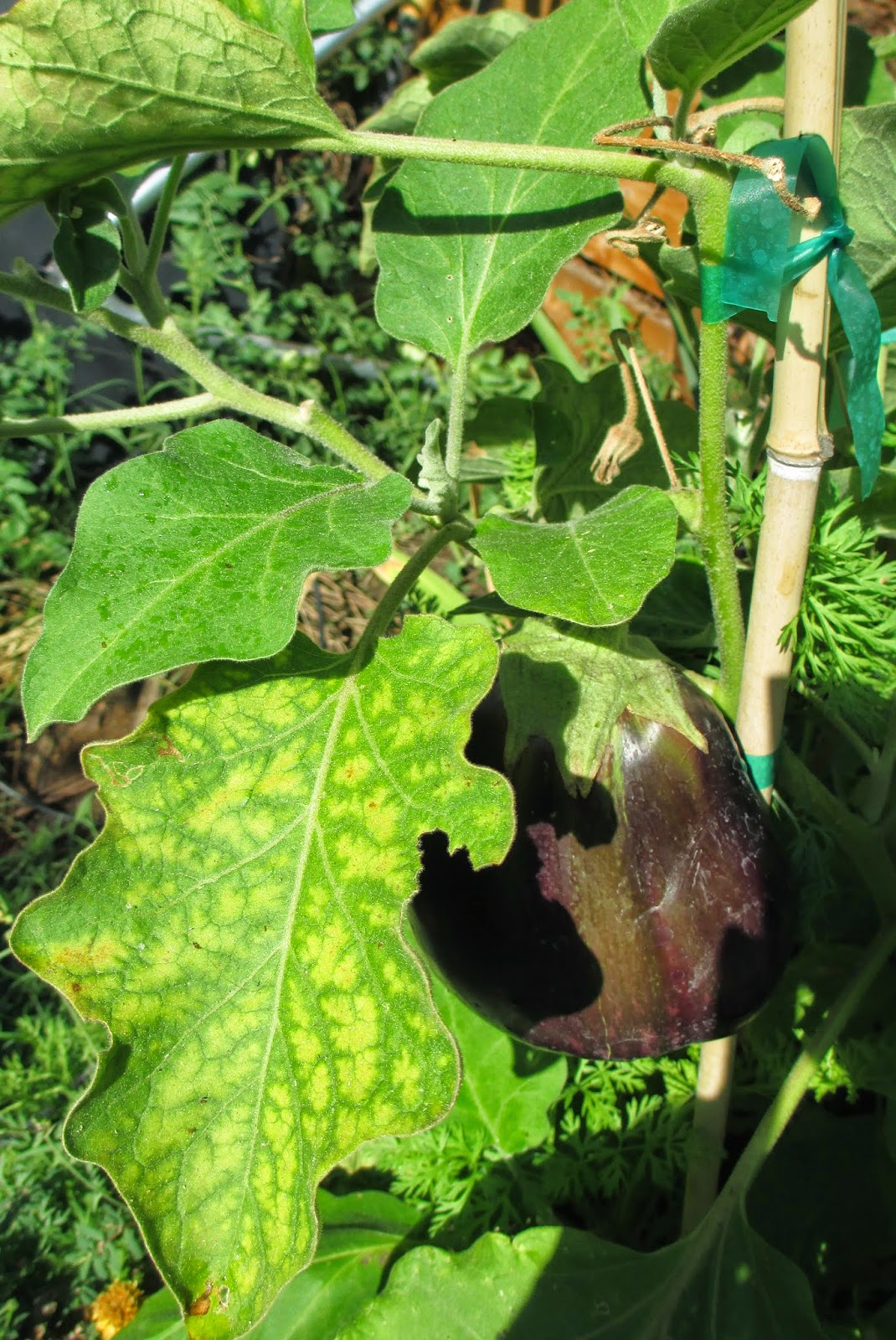 Andie's Way Epsom Salts to the Rescue Treating Chlorosis in my