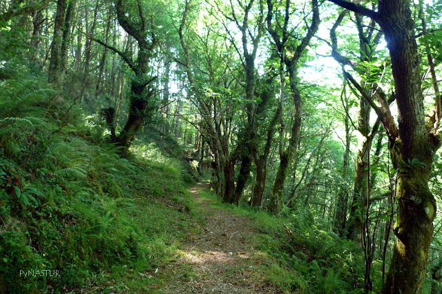 Bosque Ruta del Agua Bosque Ruta del Agua