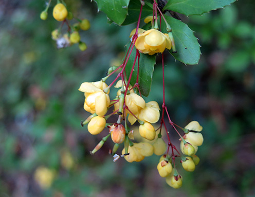 Agracejo (Berberis vulgaris) flor silvestre amarilla