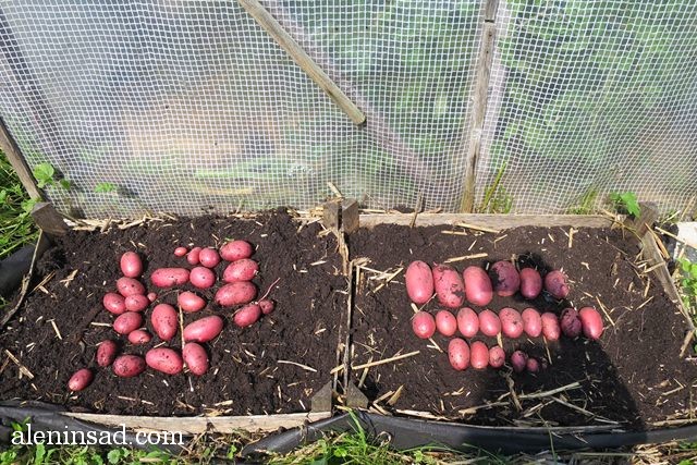 Картошка под соломой: важные сроки сбора урожая
