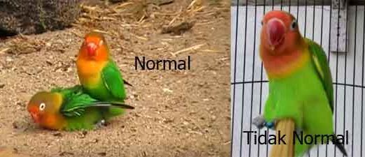 Ciri Ciri Lovebird Over Birahi Jantan Dan Betina Tips Cara