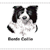 Características do Border Collie| O cão mais inteligente do mundo, conheça o genoma e principais características do Borde Colliie!