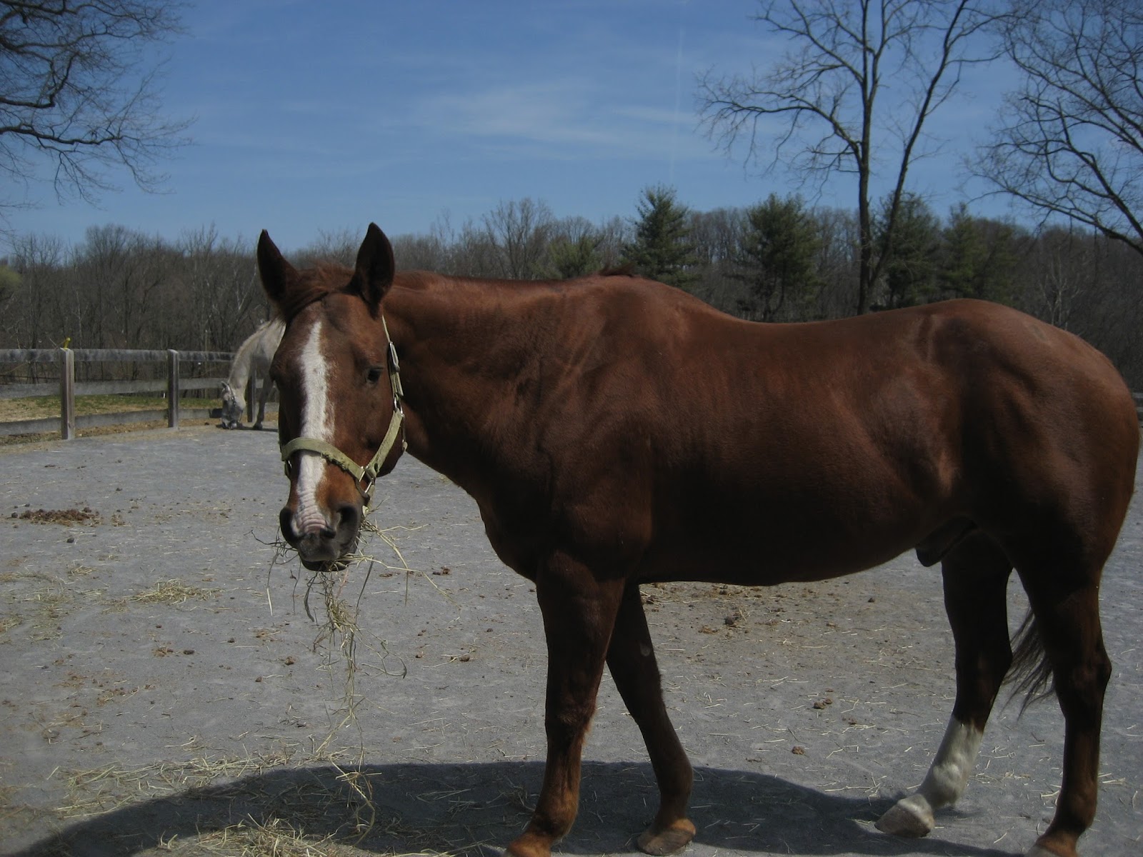 Do Horses Neigh When They Run? Why do horses have face and leg markings?