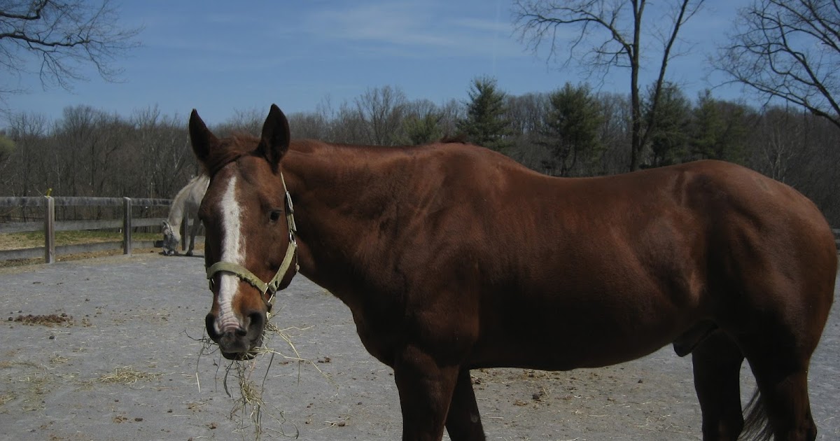 Do Horses Neigh When They Run? Why do horses have face and leg markings?