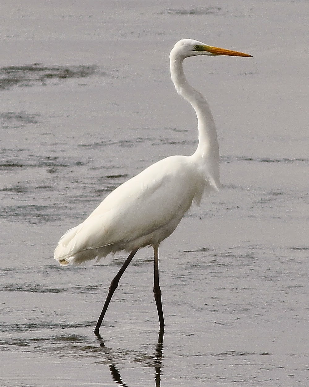 Birding Poole Harbour & Beyond: 5 Oct 14 - The 'Lush' Great White Egret In Brands Bay