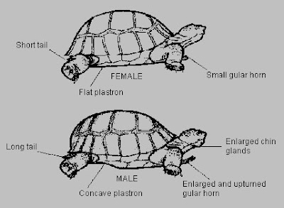 Gambar untuk kenal pasti jantina Kura-kura