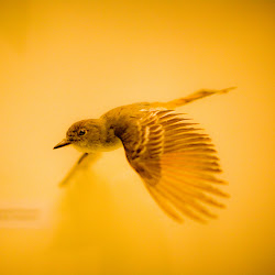 bird ipad flying flight wallpapers air hawk calm water iphone feathers final alma opened quickly window background thomas