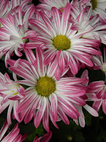 Purple and white single mums at the Allan Gardens Conservatory 2015 Chrysanthemum Show by garden muses-not another Toronto gardening blog