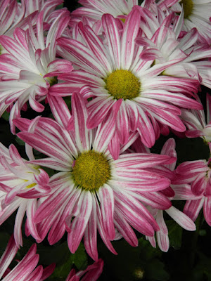 Purple and white single mums at the Allan Gardens Conservatory 2015 Chrysanthemum Show by garden muses-not another Toronto gardening blog Purple and white single mums at the Allan Gardens Conservatory 2015 Chrysanthemum Show by garden muses-not another Toronto gardening blog
