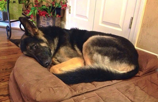 What this dog does every night when his masters sleep