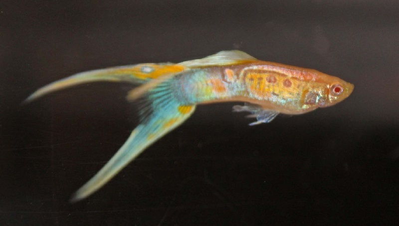 Gambar Ikan Guppy Double Swordtail Multi Warna