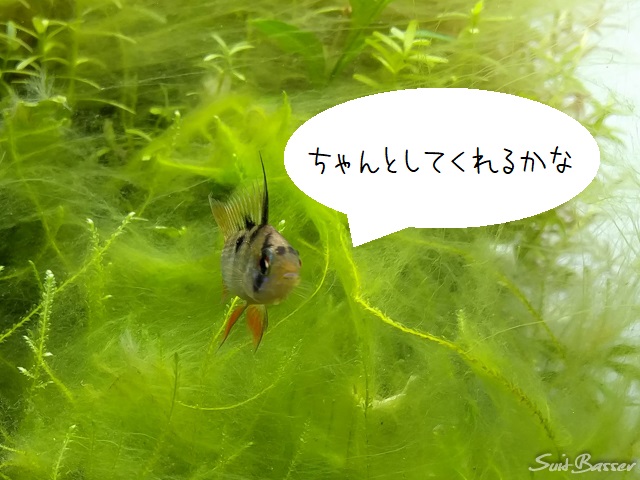 アオミドロ 対策 アオミドロ 対策